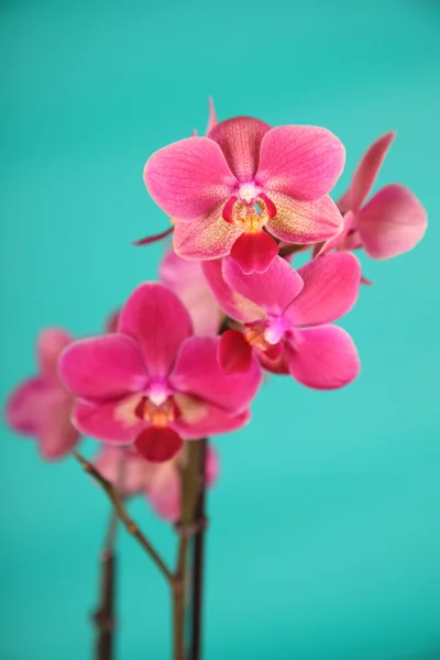 stock image Pink orchid