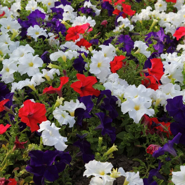 stock image Colorful petunia