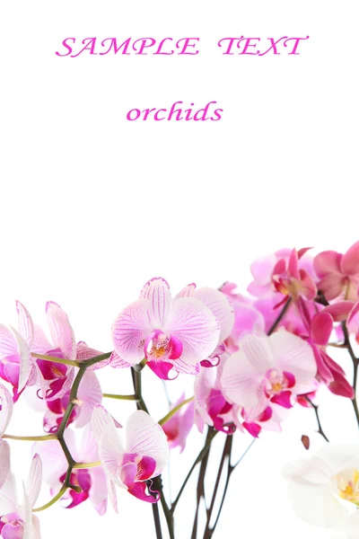 Pembe ve beyaz orkide — Stok fotoğraf