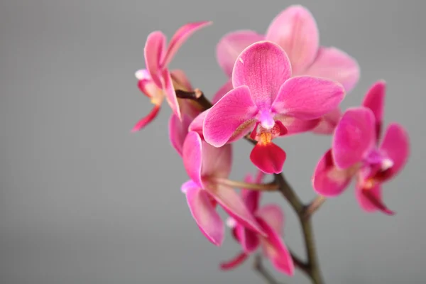 stock image Pink orchid