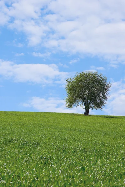 Ensam träd på fältet — Stockfoto