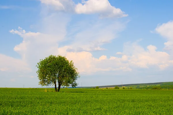 Sozinho árvore no campo — Fotografia de Stock
