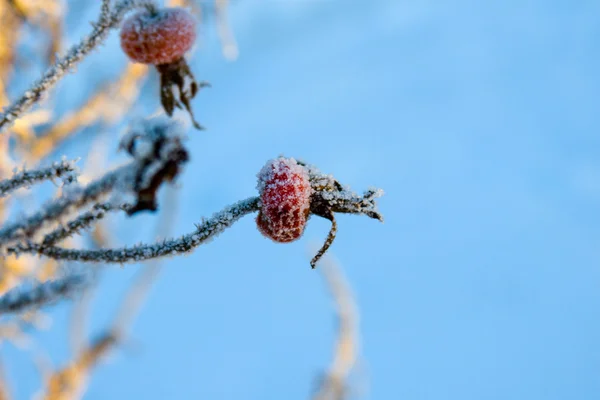 Rosa canina con neve, gelo, inverno — Foto Stock