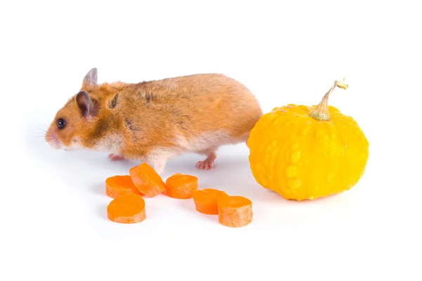 Rode hamster en groenten — Stockfoto
