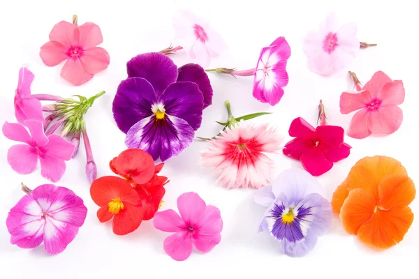 Different flowers — Stockfoto