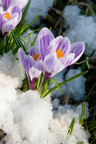 Karda mor çiçekler Çiğdem — Stok fotoğraf