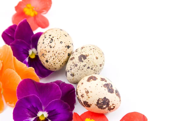 Jaja przepiórcze z kwiatami — Zdjęcie stockowe