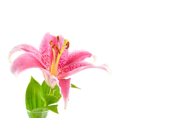 Pink liliy — Stock Photo, Image