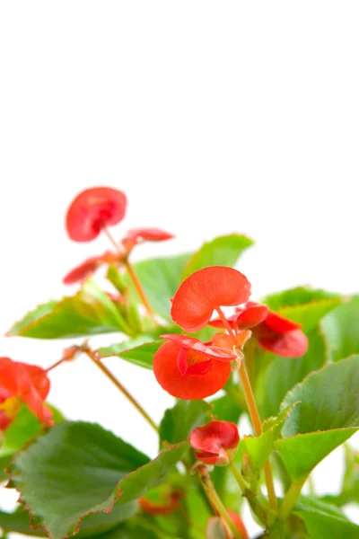 Rosa begonia — Stockfoto