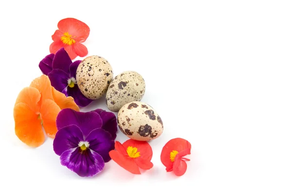 Quail eggs with flowers on a white background — Stock Photo, Image
