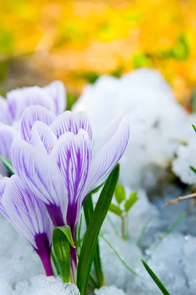 Flores croco roxo na neve — Fotografia de Stock