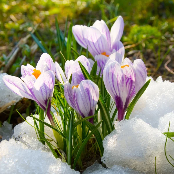Blüten lila Krokus im Schnee — Stockfoto