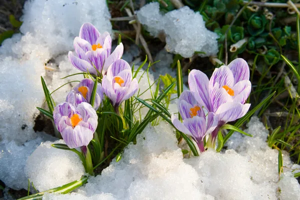 Kwiaty fioletowe krokusy w śniegu — Zdjęcie stockowe