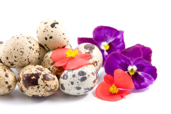 Quail eggs with flowers — Stock Photo, Image