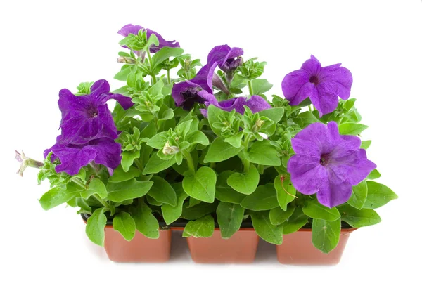 Purple petunia — Stock Photo, Image