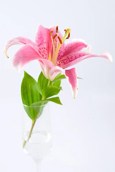 Roze liliy — Stockfoto