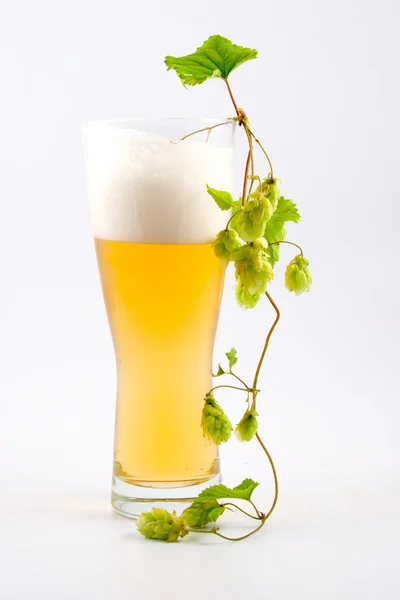 Glas öl och hop — Stockfoto
