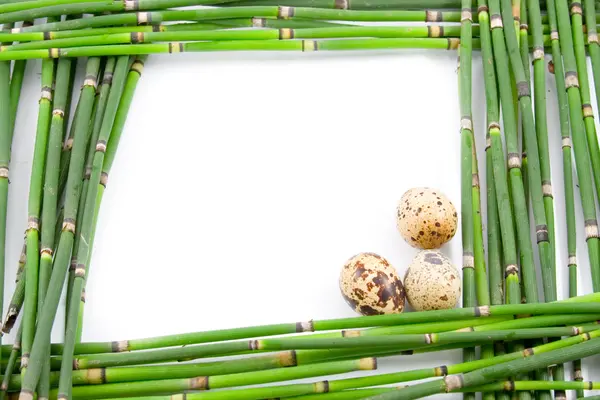 Zieloną ramką Wielkanoc z łodyg — Zdjęcie stockowe