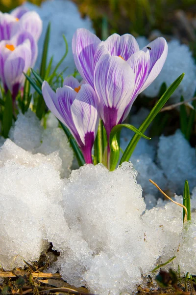 Květy fialové šafrán — Stock fotografie