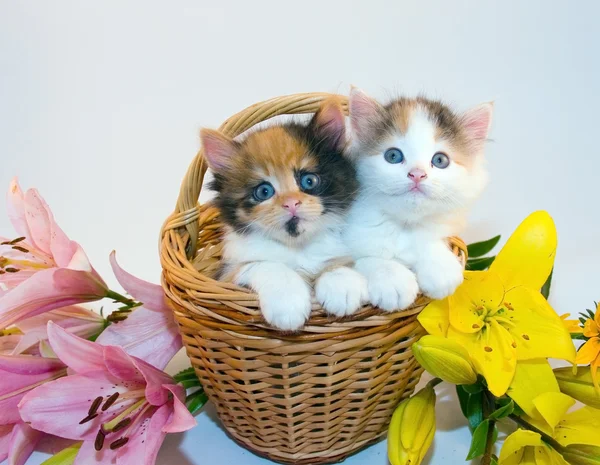 Маленькі кошенята в кошику — стокове фото