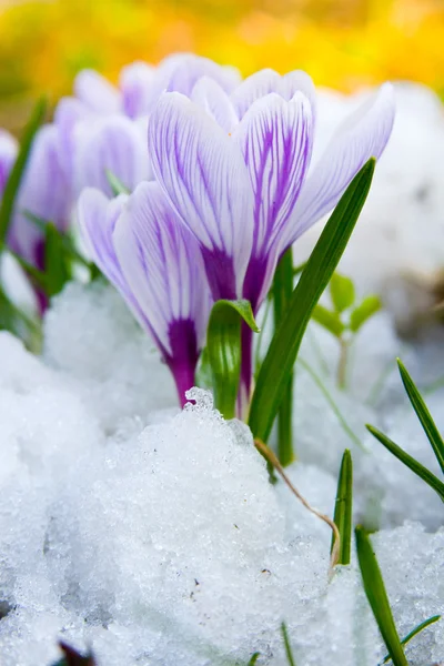 Blüten lila Krokus im Schnee — Stockfoto