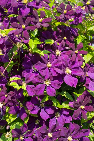 stock image Purple clematis