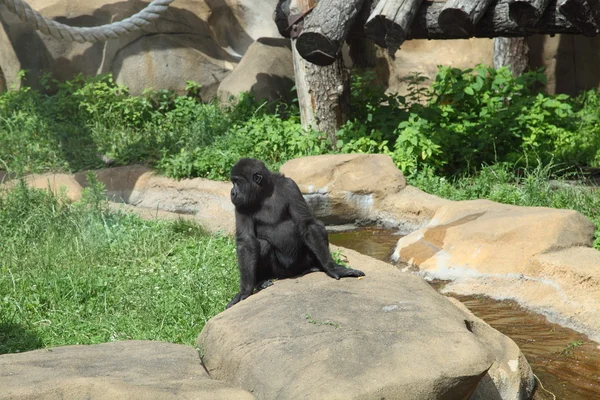 Gorille bébé — Photo