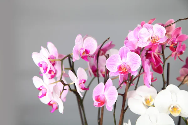 stock image Pink and white orchids