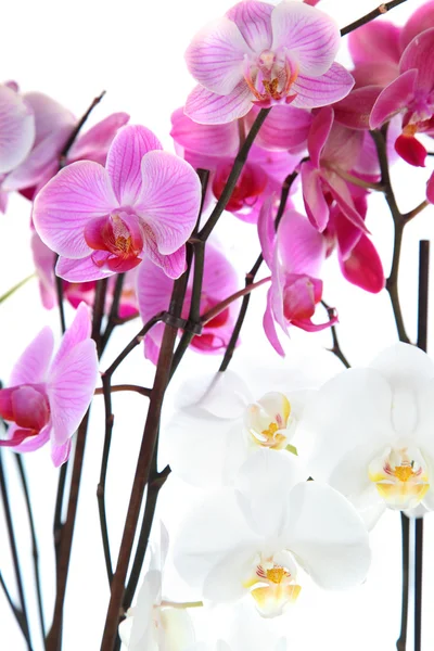 Rózsaszín és fehér orchideák — Stock Fotó