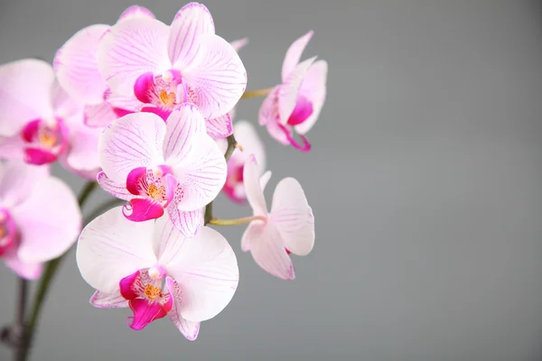 stock image Pink orchid