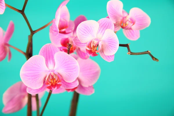 stock image Pink orchid