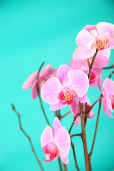 关于绿色背景特写粉红色兰花 — 图库照片