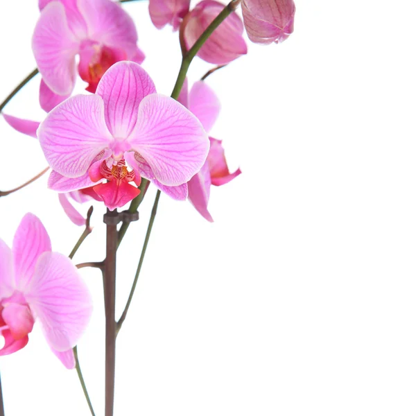 Orchidea rosa Foto Stock Royalty Free
