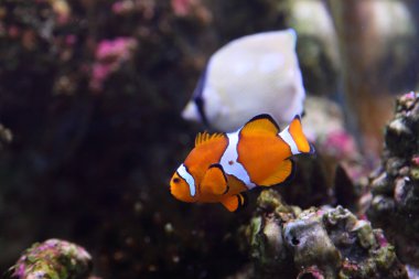 renkli balık ve mercan resifi