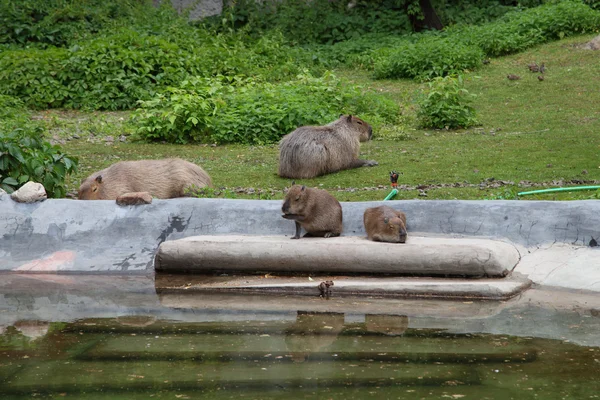 Capybaras — Stockfoto