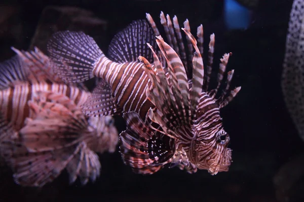 熱帯魚 — ストック写真