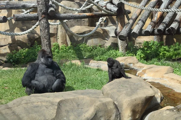 Gorilla en baby — Stockfoto