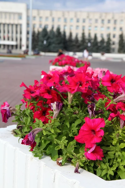 City flower bed — Stock Photo, Image