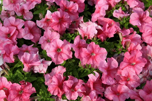 Blooming pink petunia — Stock Photo, Image