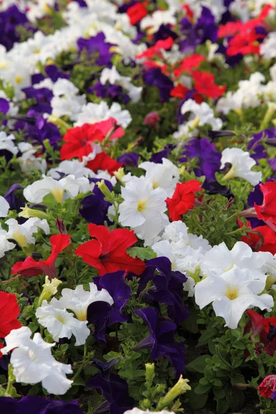 stock image Blooming petunia