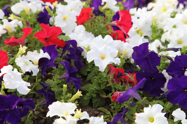 stock image Blooming petunia