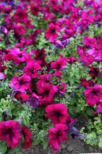 stock image Blooming pink petunia