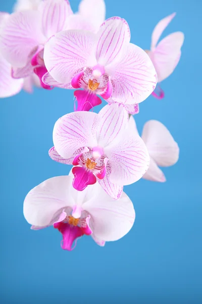 stock image Beautiful pink orchid