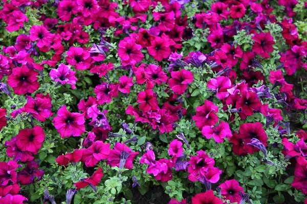 stock image Blooming pink petunia