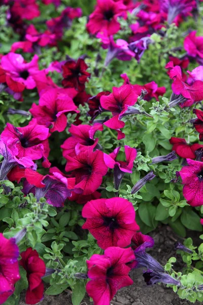 Pembe Petunya çiçek — Stok fotoğraf