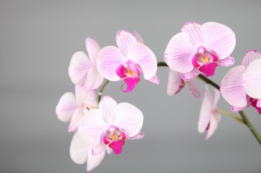 Beautiful pink orchid clipart