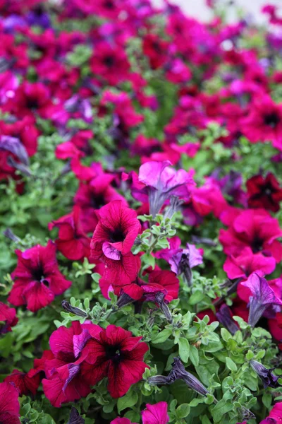 stock image Blooming pink petunia