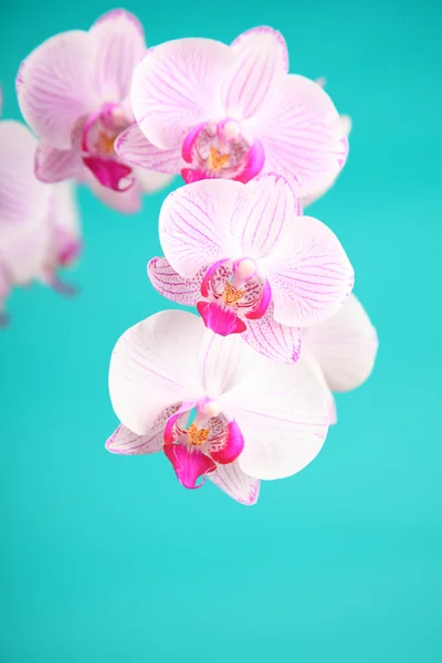 美丽的粉红色兰花 — 图库照片