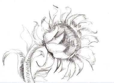 Sketch with Sunflower clipart