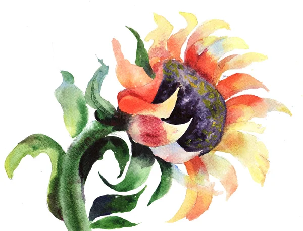 Sonnenblume in Aquarell — Stockfoto